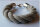 LeinenArmband Leinen 20 cm NEU